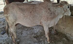 Sahiwal Bull 2dant 