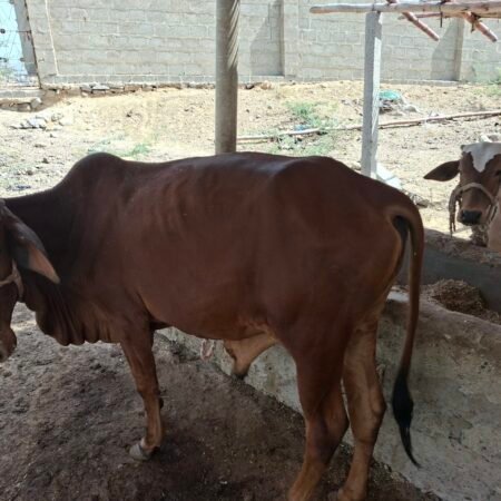 Sahiwal Bull 2dant eid