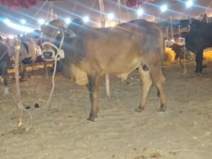 Livestock Lal pari 2dant 